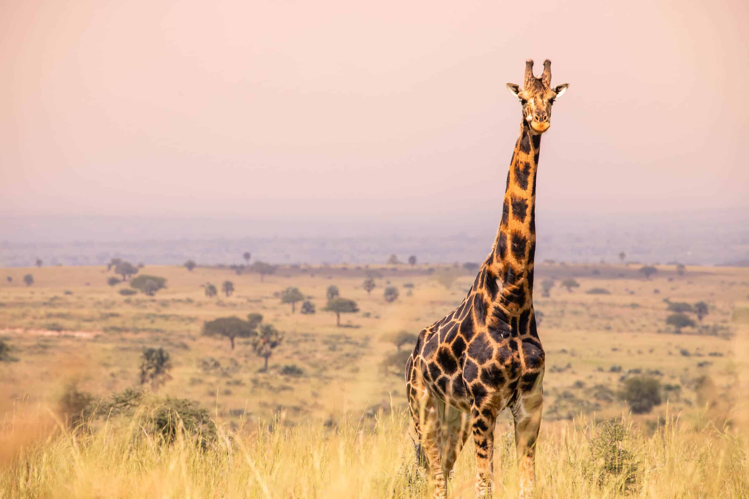 8 Days Exclusive Culture And Wildlife Safar